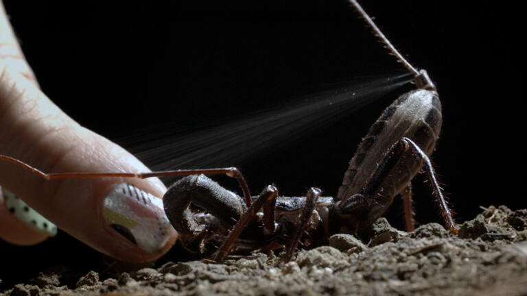 These Animals May Sting You, Spray You With Stinky Fluid or Explode In Your Face