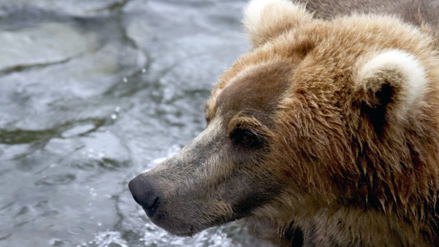 Brown Bear