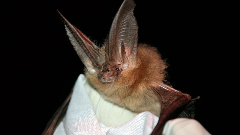 Townsend's big eared bat, one of the species found with the white nose fungus in Texas | Photo: Ann Froschauer, USFWS