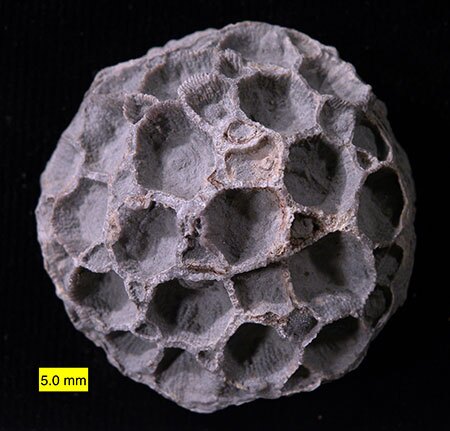 The Devonian coral Pleurodictyum americanum | Photo: Wilson44691, some rights reserved