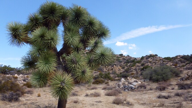 A tree at Warren Peak