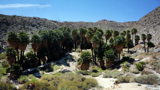 Palm trees in Borrego Palm Canyon