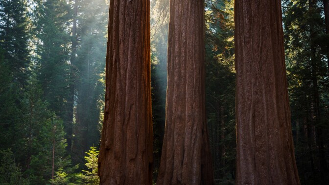 Giant sequoia trunks | Photo: Michael E. Gordon