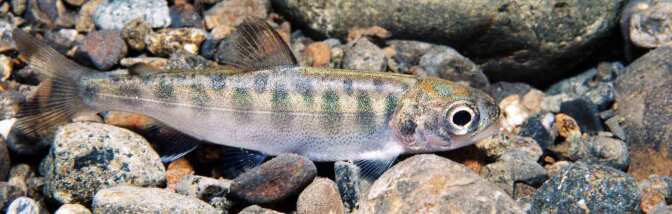 juvie-chinook-banner-crunch-10-17-16.jpg