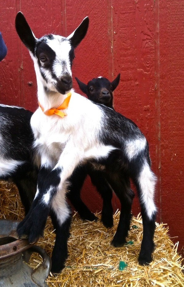 babygoat600