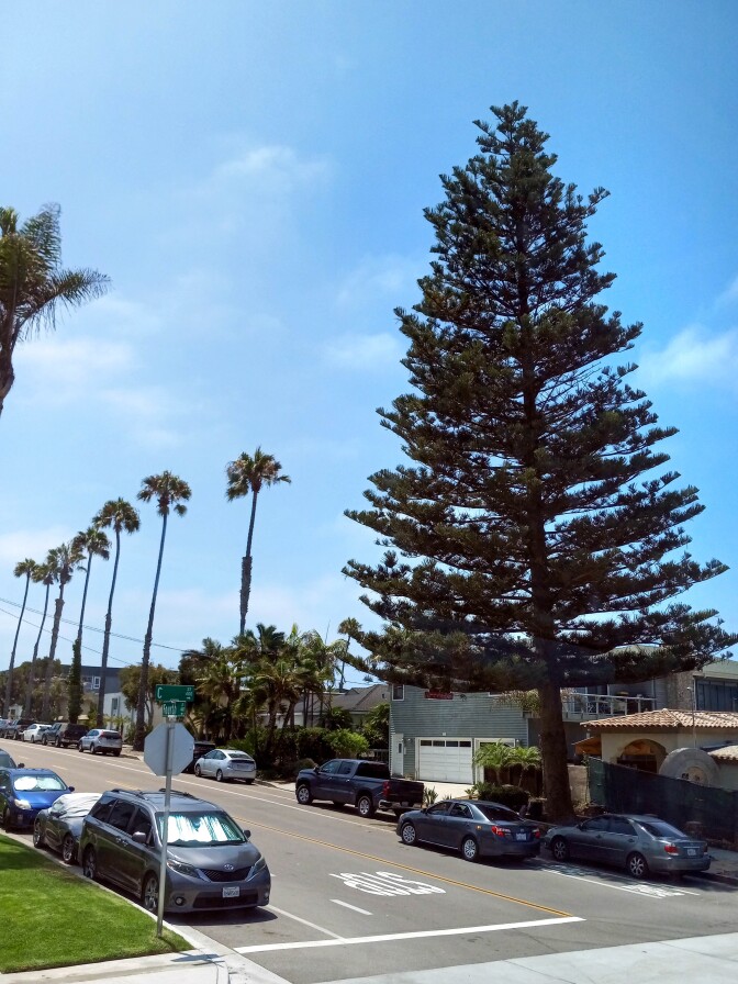 An 87-foot tall pine tree planted at a street corner towers over residential houses. Down the street are a line of palm trees that are much shorter than the pine tree.