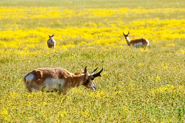 Pronghorn during a superbloom. | Joyce Britton/U.S. Bureau of Land Management/Public Domain