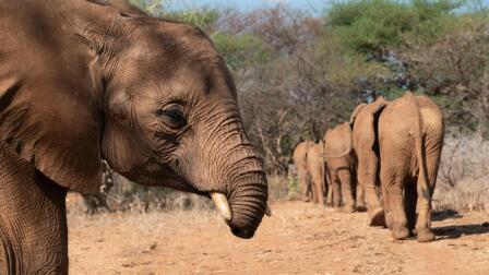 This Baby Elephant Struggles to Make Friends