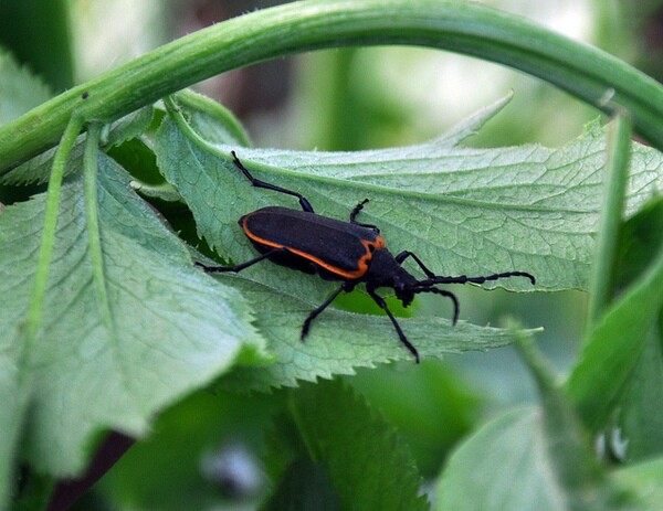 valley-elderberry-beetle-9-17-14-thumb-600x463-80869