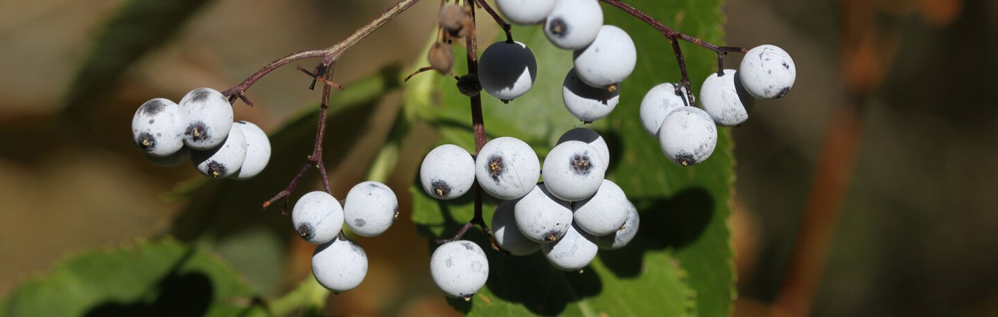 Elderberries