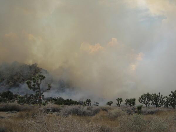 Quail-Fire-8-14-12-thumb-600x450-34135