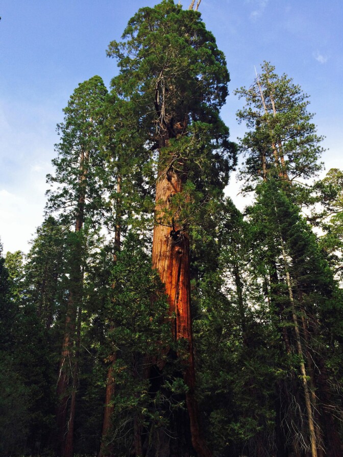 A grove of giant sequoias | Photo: Christine Warner Hawks, some rights reserved
