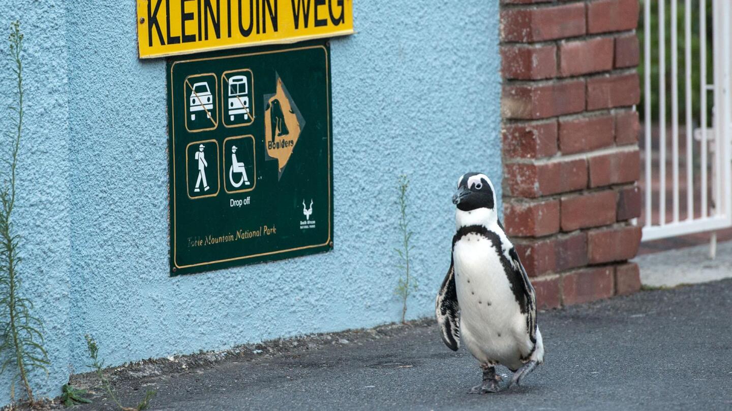 A penguin on a city sidewalk. | "Wild Metropolis: Commuters"