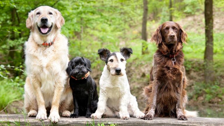 Dog Tales Preview