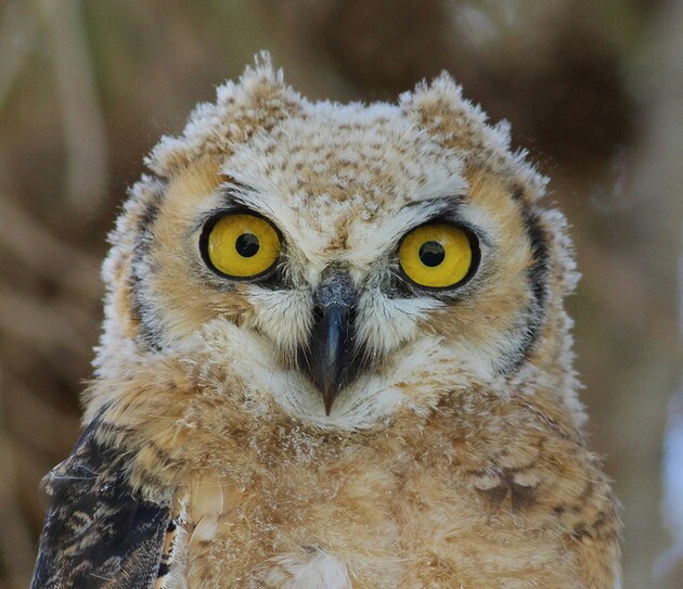owl-lake-tamarisk-6-30-14-thumb-630x543-100262
