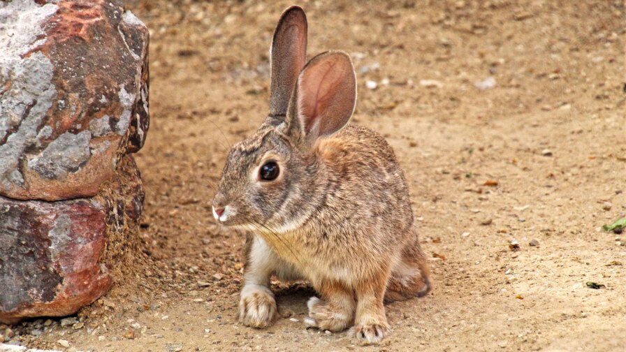 This desert cottontail was dropped off at a rehab center with multiple injuries. He has found a home at an animal habitat. | Renee Grayson/Creative Commons