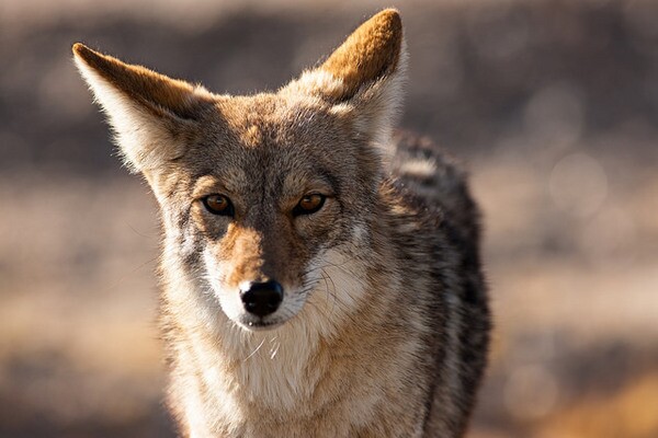 coyote-contest-commission-4-18-14-thumb-600x400-72555