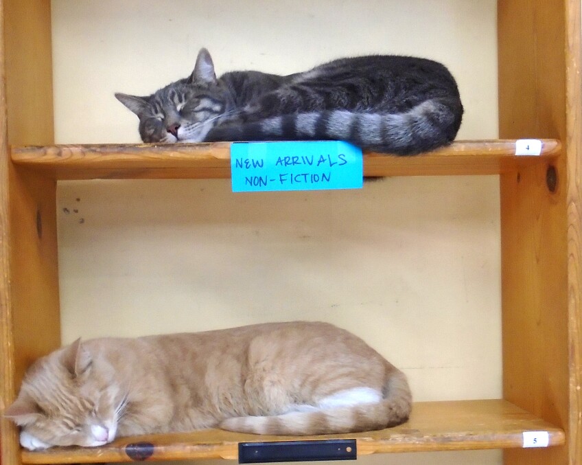 Zeus, a gray-black cat, and Apollo, a light orange cat, are curled up and sleeping in an empty bookcase, each in their own shelf. A blue paper with the words, "New arrivals, non-fiction" written on it is attached to the shelf that divide the two cats.
