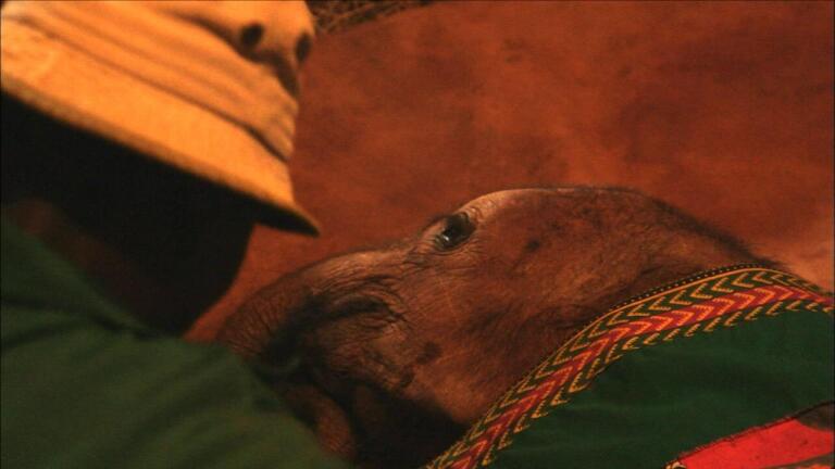 Bedtime at the Elephant Orphanage