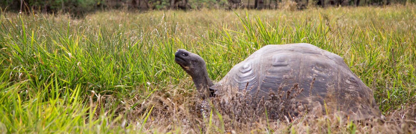 tortoise-banner-7-15-16-.jpg