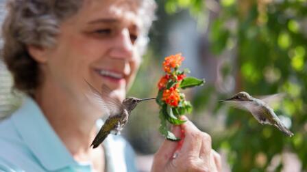 Hummingbirds of Hollywood