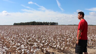 Baldwin Chiu surveys the cotton fields in Mississippi.