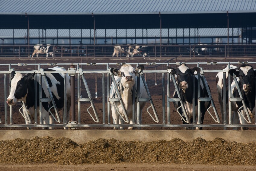 A herd of cattle feed on a mix of alfalfa and hay in Riverdale, California.
