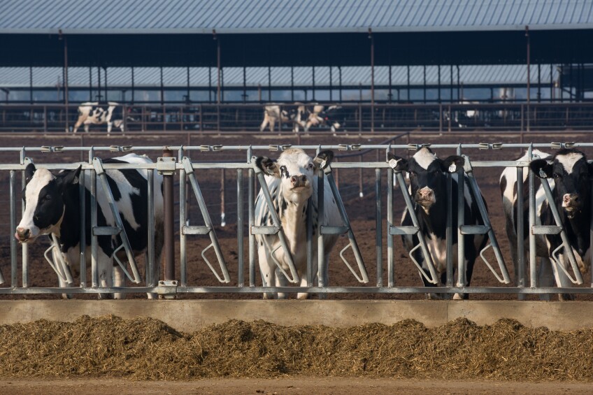 A herd of cattle feed on a mix of alfalfa and hay in Riverdale, California. 