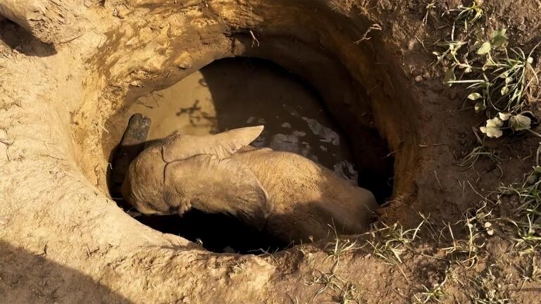 Saving a Trapped Elephant Calf