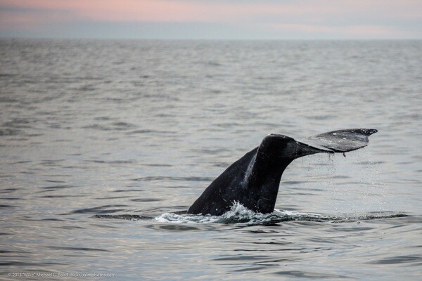 A gray whale off the coast of Morro Bay in December 2013.