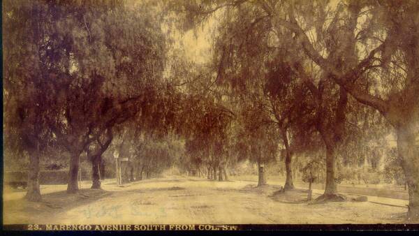 Marengo Avenue in Pasadena was famous for its double-planting of pepper trees. Courtesy of the Pasadena Public Library.