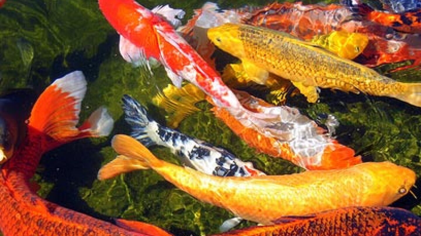 koi.jpg