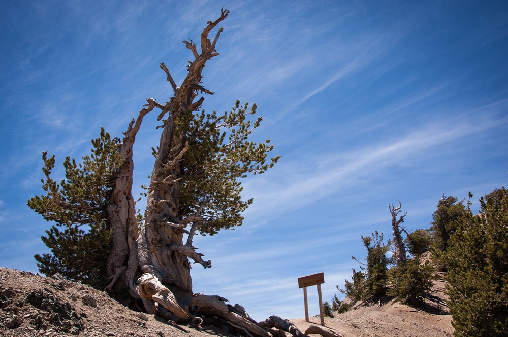 The 1,500-year-old Wally Waldron tree | Photo: Chetan Kolluri, some rights reserved