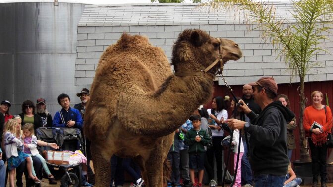 camel dairy
