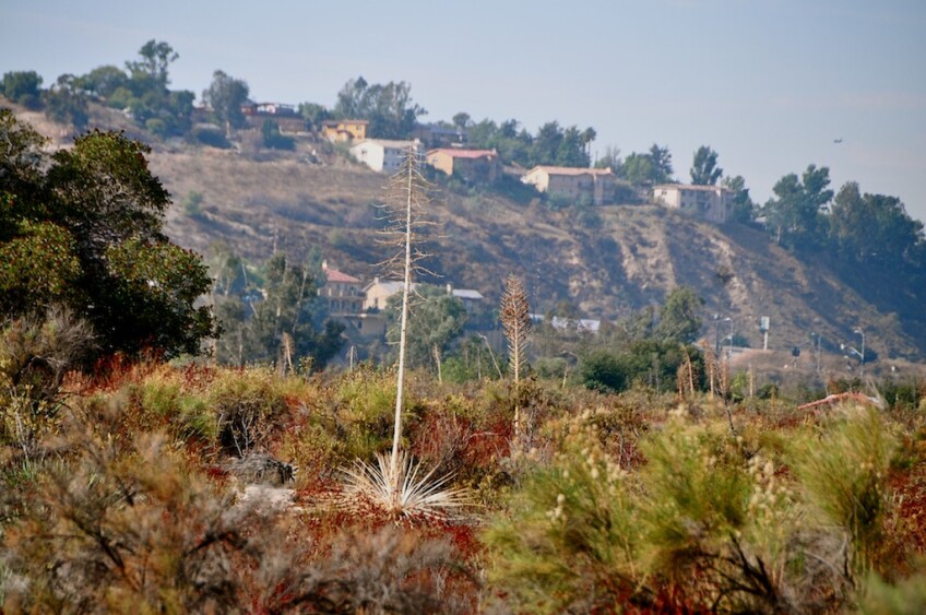 Tajunga Wash Landscape.jpg