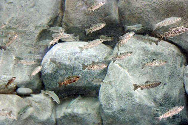 steelhead02.jpg