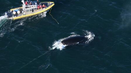 Scientists Attempt To Free Entangled Right Whale