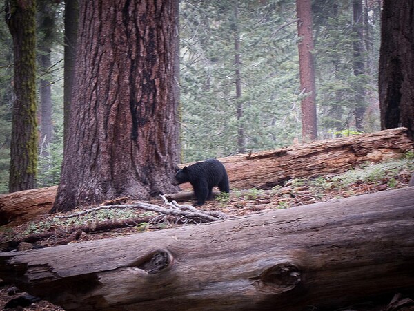 yosemite-bear-9-26-14-thumb-600x450-81350
