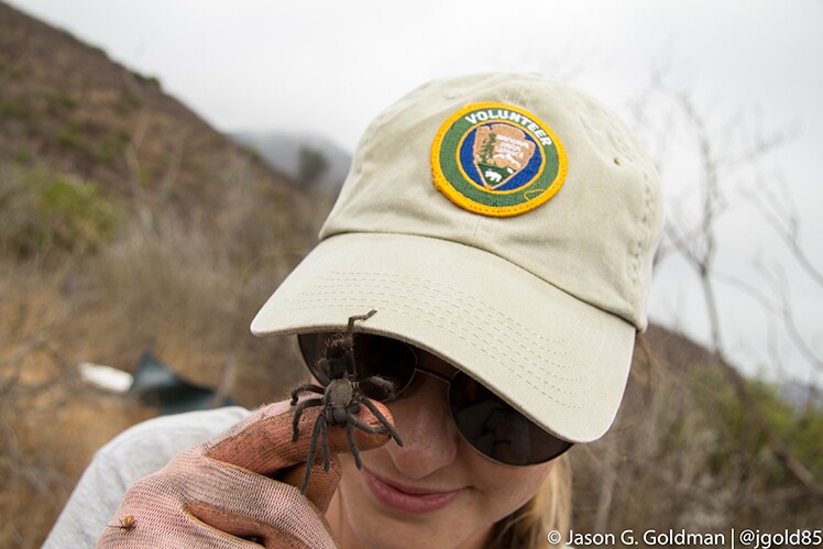20160809-img_6767_tarantula1.jpg