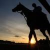 Why horses are dying at U.S. racetracks at an alarming rate