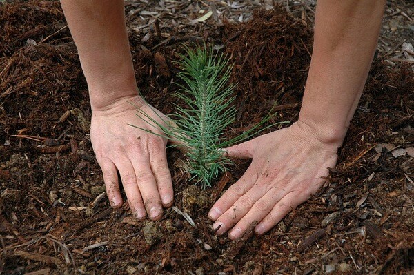 planting-trees-climate-change