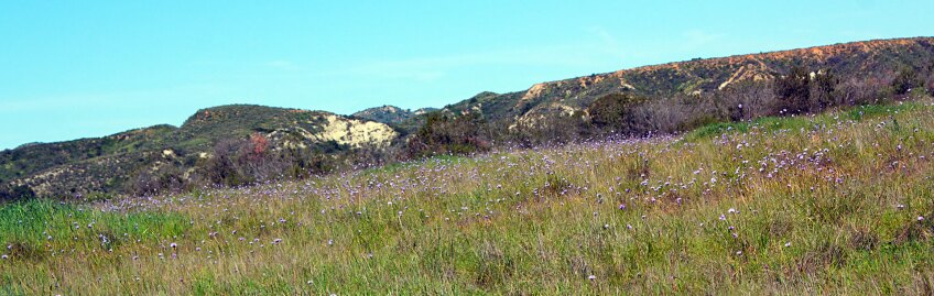 dichelostemma-prairie-11-14-16.jpg