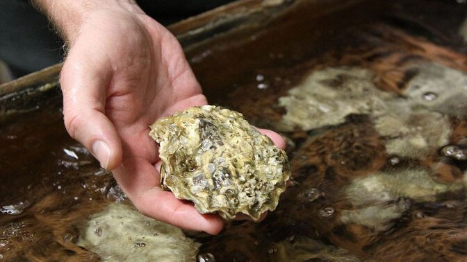An oyster at Whiskey Creek Shellfish Hatchery in Netarts Bay, Oregon | Photo: Oregon State University