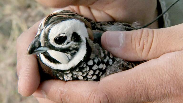 Montezuma Quail