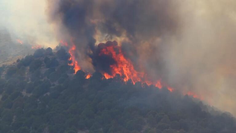 There’s Something Living in Wildfire Smoke