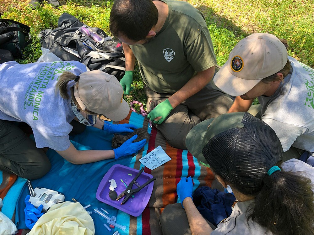 Bobcats - Westlake Village - Four Kittens Being Measured