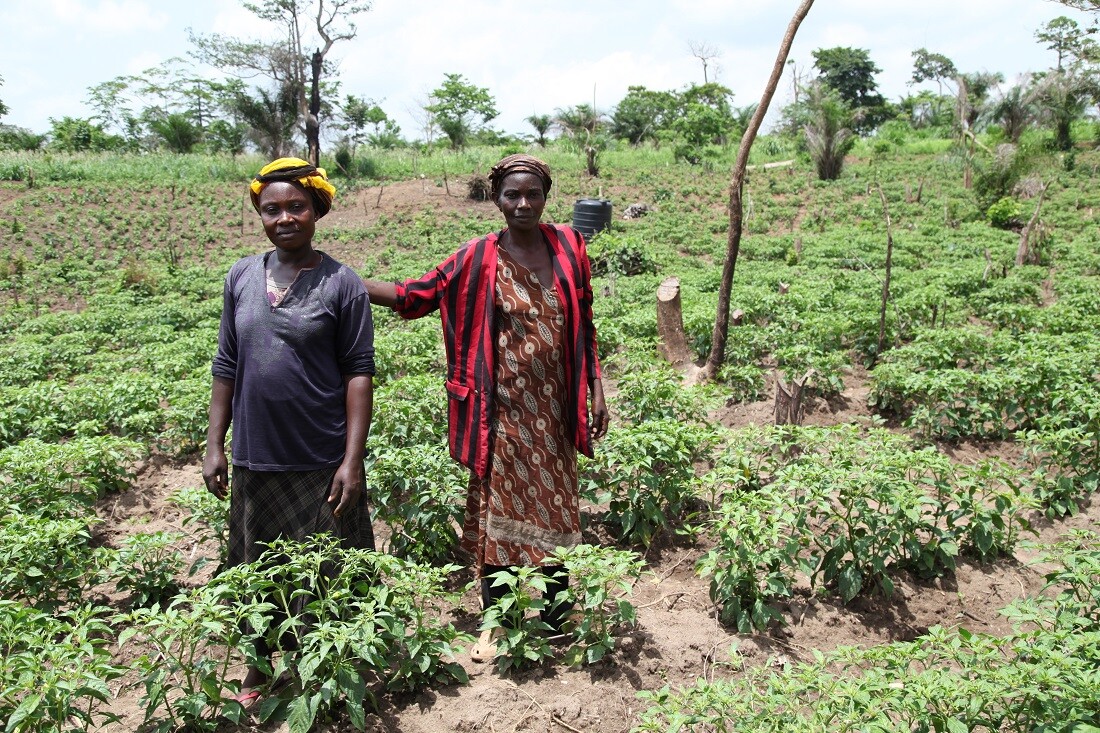 Women In Their Organic Chilli Farm near Techiman, Ghana
