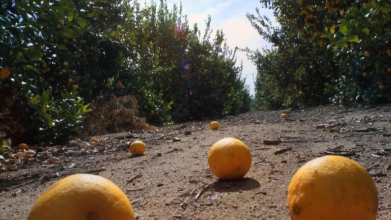 Fallen Fruit and the 'Thin End of the Wedge'