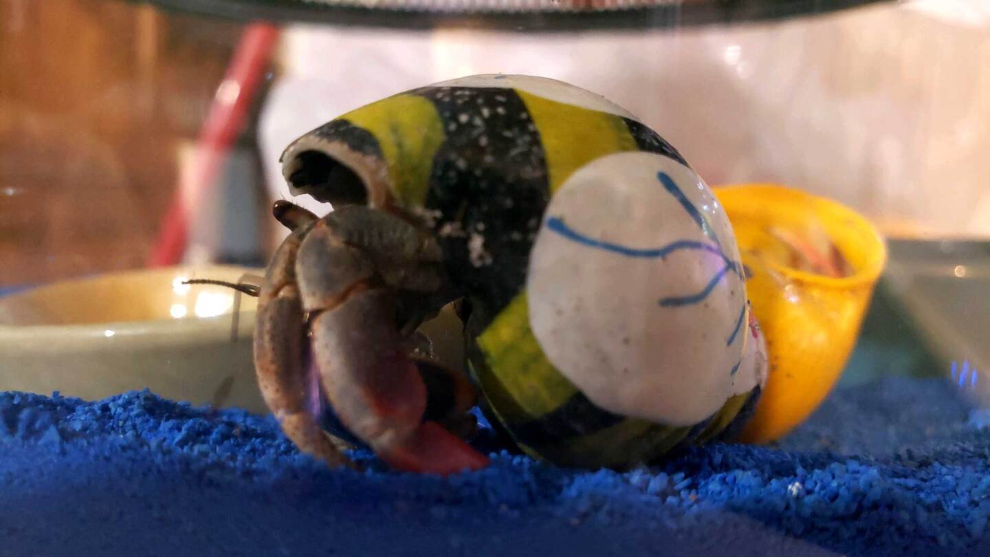 pbl-crab-nancy_1920
