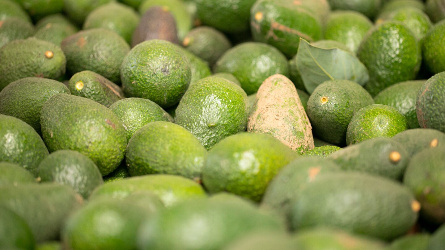 Avocados from Chile | Valeria Cardi/Thomson Reuters Foundation